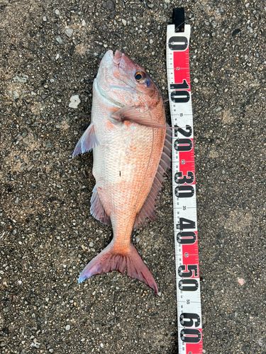 マダイの釣果