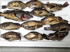 シロメバルの釣果