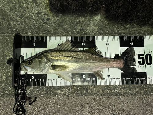 セイゴ（マルスズキ）の釣果