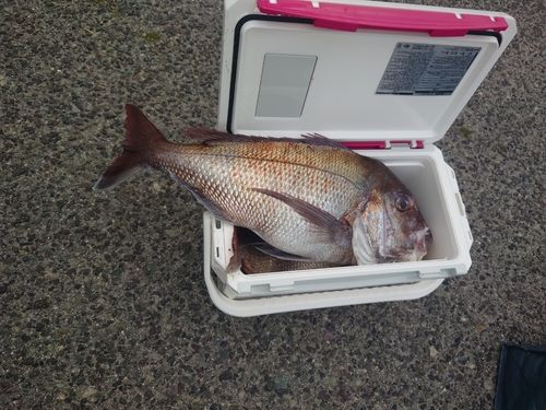 マダイの釣果