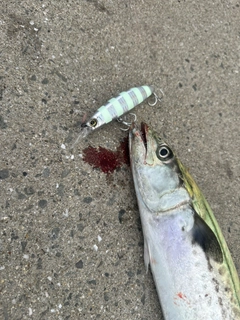 サゴシの釣果