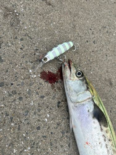 サゴシの釣果