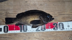 クロメバルの釣果