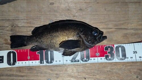クロメバルの釣果