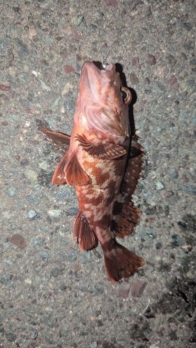 カサゴの釣果