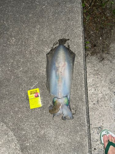 アオリイカの釣果