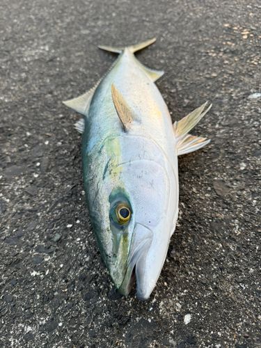 メジロの釣果
