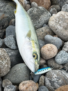 ツバイソの釣果