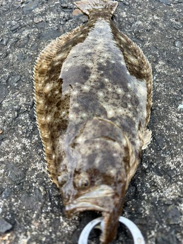ヒラメの釣果