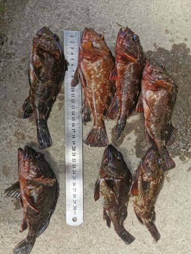 カサゴの釣果
