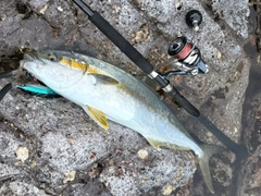 ヒラマサの釣果