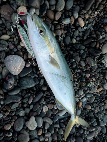 ツバイソの釣果