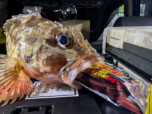アラカブの釣果