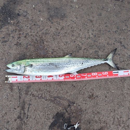 サワラの釣果
