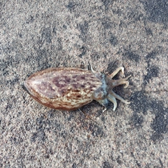 コウイカの釣果