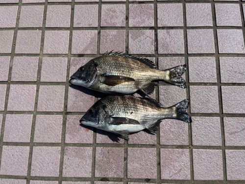 チヌの釣果