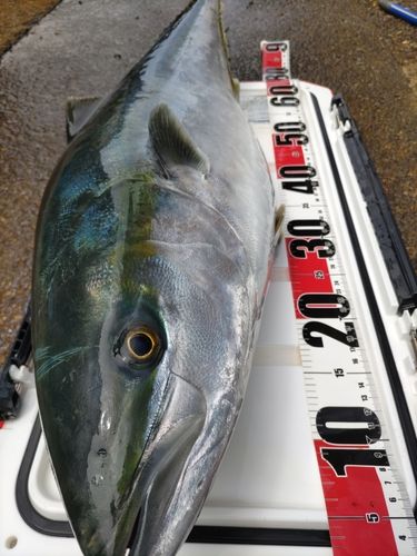ブリの釣果