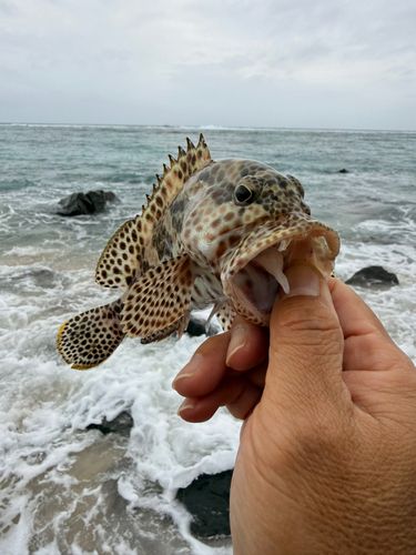 カンモンハタの釣果