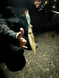 ヤリイカの釣果