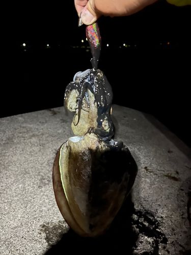 モンゴウイカの釣果