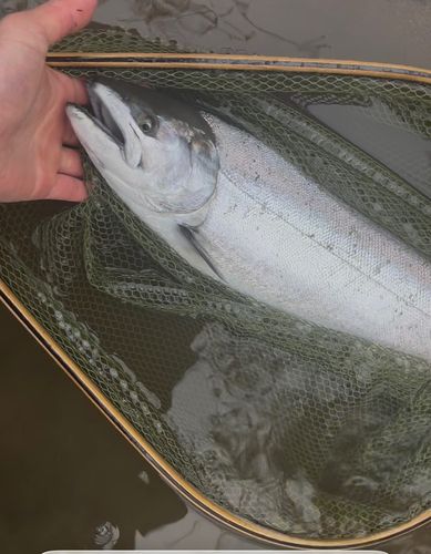 サクラマスの釣果