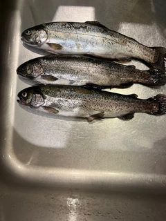 トラウトの釣果