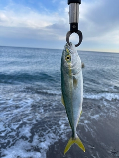 ワカシの釣果