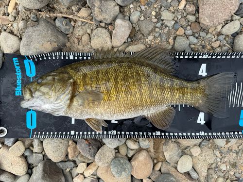 スモールマウスバスの釣果