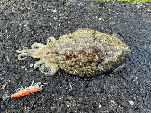 カミナリイカの釣果