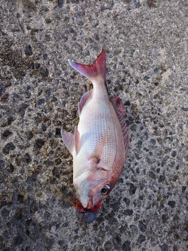 マダイの釣果