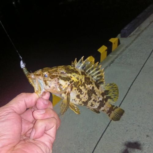 タケノコメバルの釣果