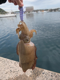 コウイカの釣果