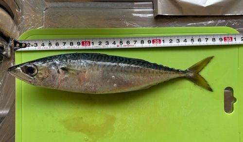 サバの釣果