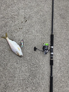 コノシロの釣果