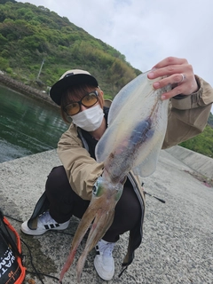 アオリイカの釣果