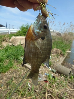 ブルーギルの釣果
