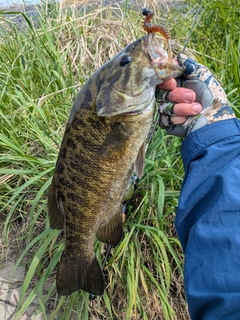 スモールマウスバスの釣果
