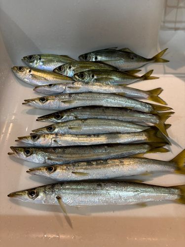 カマスの釣果
