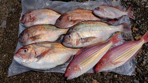 マダイの釣果