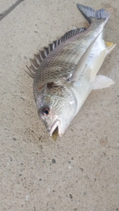 キビレの釣果