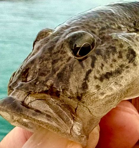 マハゼの釣果