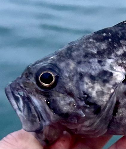 クロソイの釣果