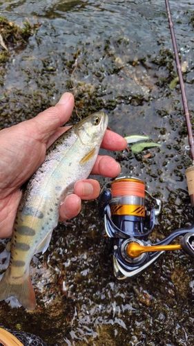 ヤマメの釣果