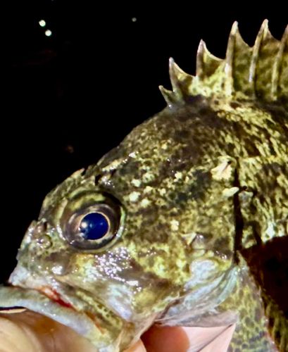タヌキメバルの釣果
