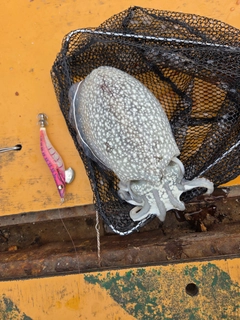 シリヤケイカの釣果