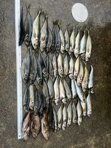 アジの釣果