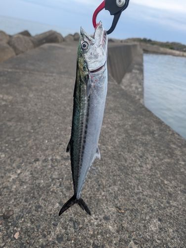 サゴシの釣果