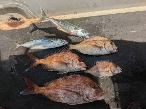 マダイの釣果
