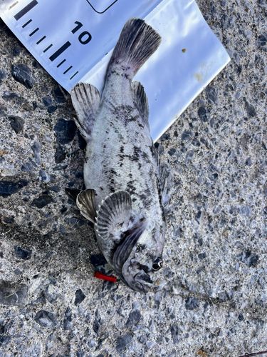 ソイの釣果