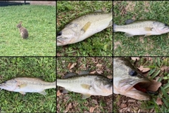 ブラックバスの釣果